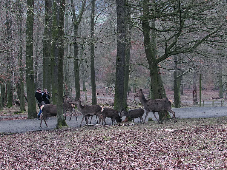 Wildpark Knüll Rotwild