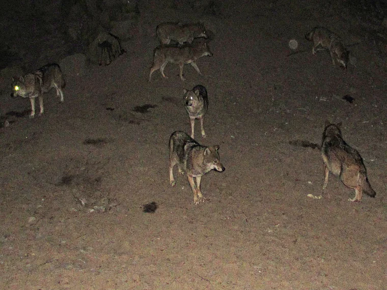 Wildpark Knüll Wolfsnacht