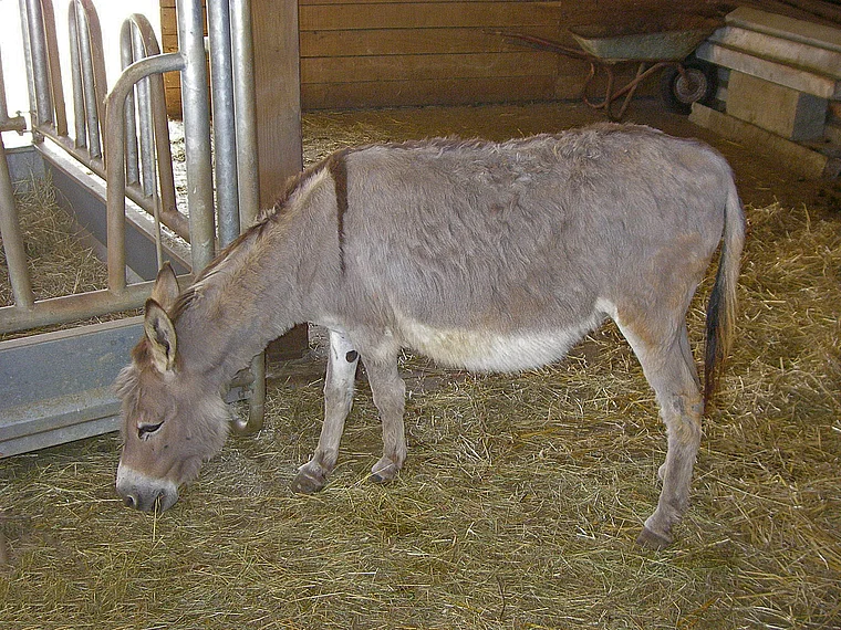 Hunsrück Beulich Grieshof Esel