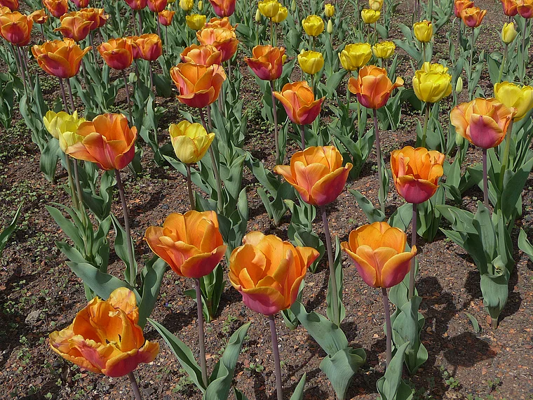 Koblenz Bundesgartenschau gelbe und orangefarbene Tulpen