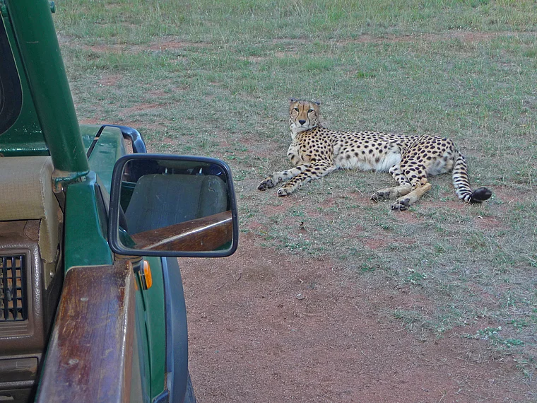 Südafrika Ann van Dyk Cheetah Centre liegender Gepard