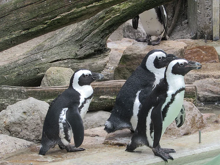 Münster Zoo Brillenpinguine