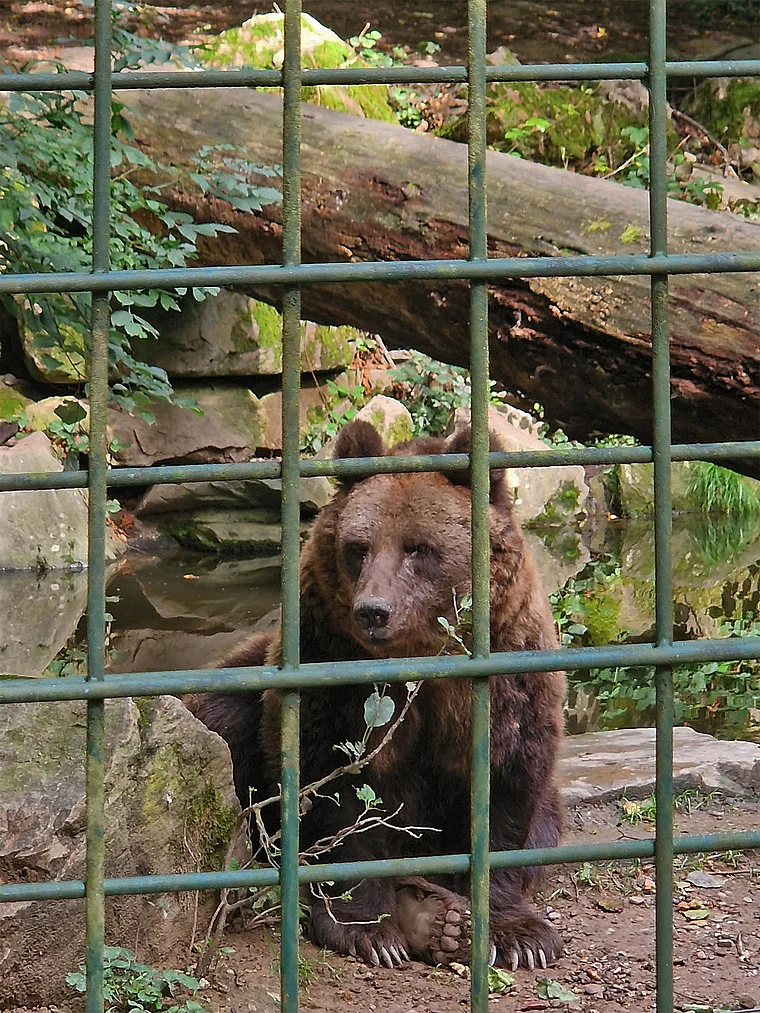 Wiesbaden Fasanerie Bär