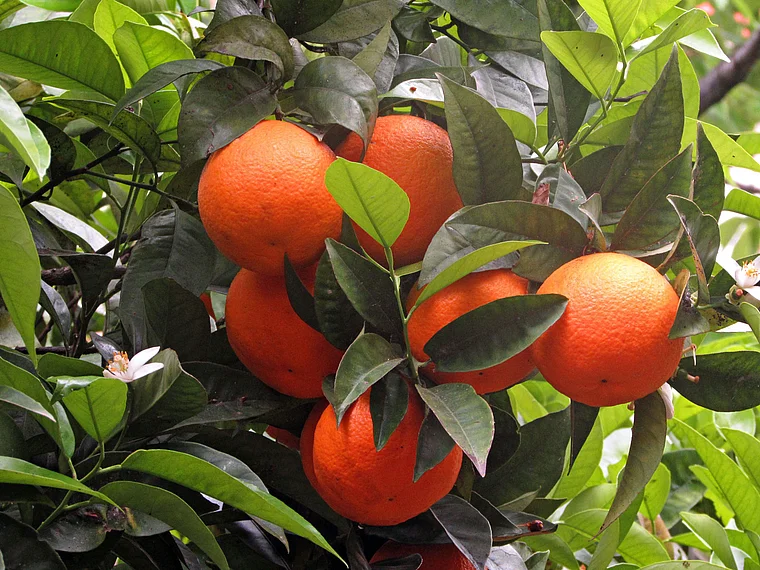 Orangen am Baum