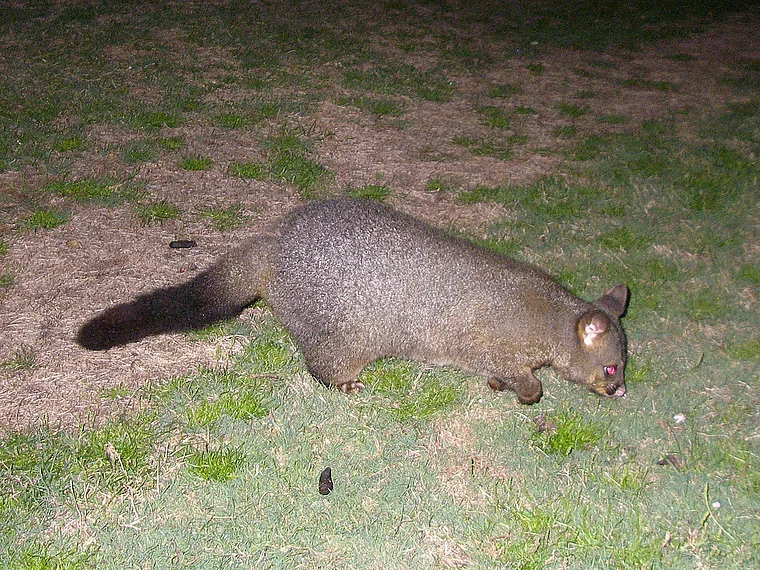 Tasmanien Possum