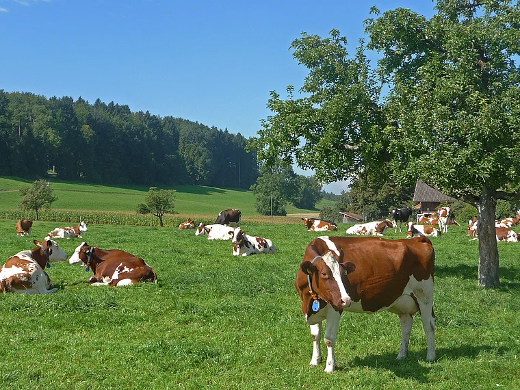 Thurgau Tilsit glückliche Kühe