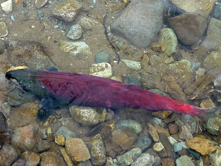Alaska Katmai Moraine Creek schwimmender Lachs