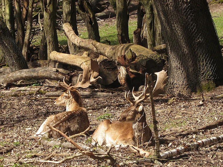 Wiesbaden Fasanerie Damhirsche