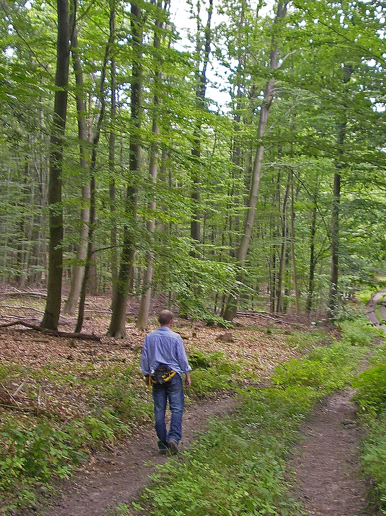 Elm Buchenwald Wanderer