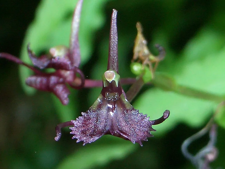 Ruanda Nyungwe National Park Professor Fischer Orchidee