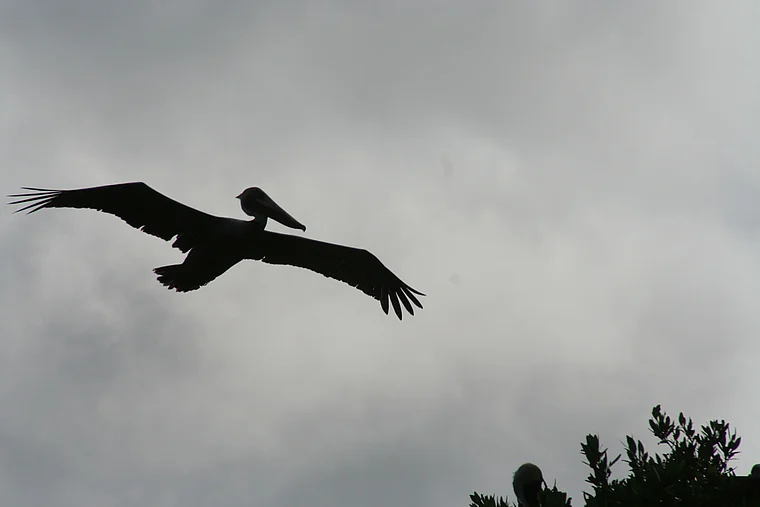 Venezuela Laguna de Tacarigua fliegender Pelikan