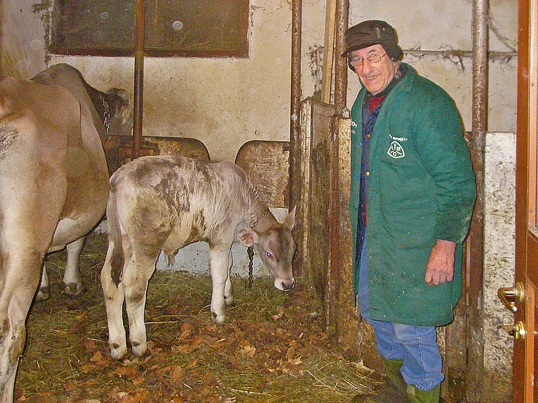 Friaul Sutrio Bauernhof Kuhstall innen