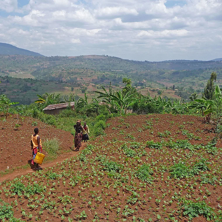 Bäuerinnen bei der Feldarbeit auf rotem Boden in Ruanda