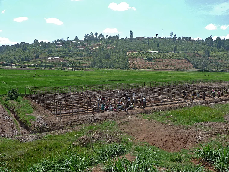 Ruanda Agroforst Projekt Totale