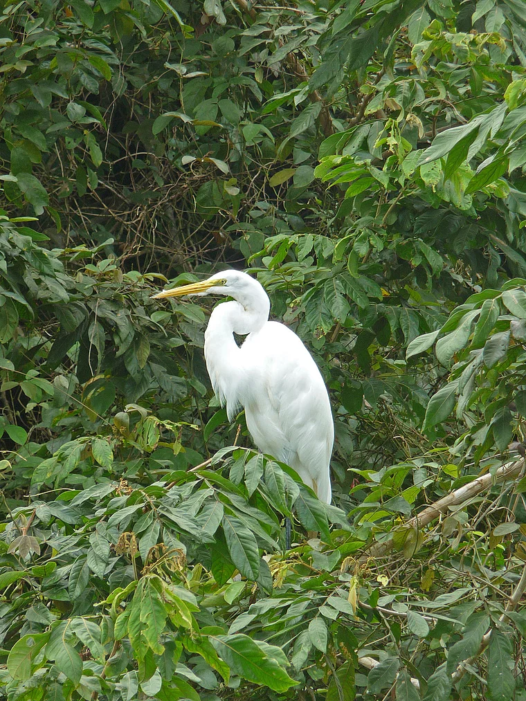 Costa Rica Refugio de Vida Silvestre Caño Negro Silberreiher