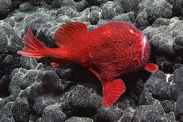 Roter Fisch auf dunklem Gestein im Aquarium