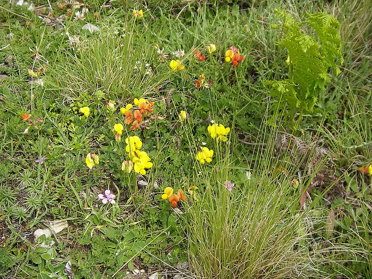 Peloponnes Taygetos Blumenwiese