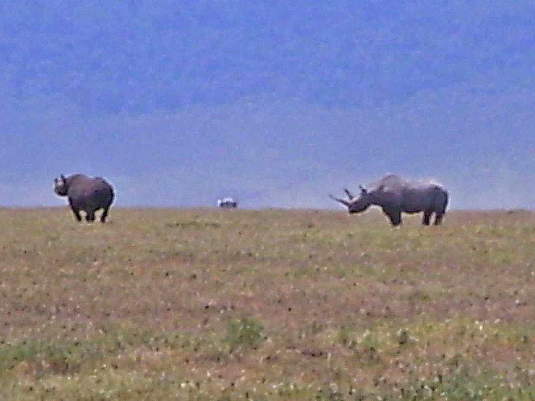 Tansania Serengeti 2 Nashörner