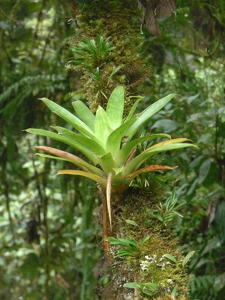 Costa Rica Selvatura Epiphyt