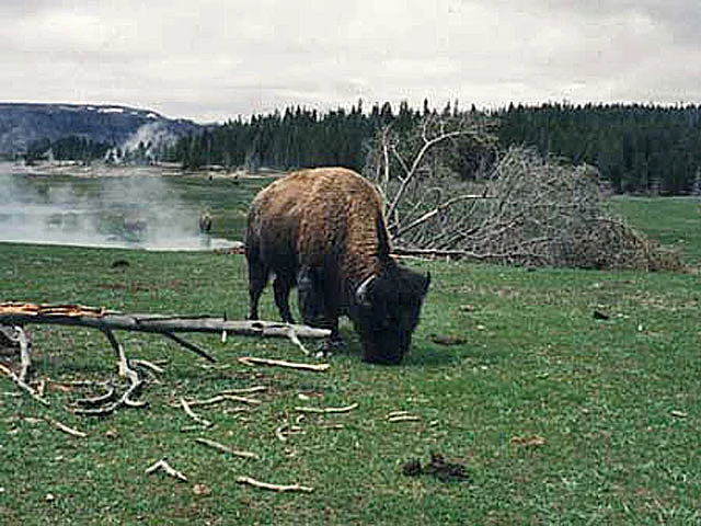 Yellowstone Bison