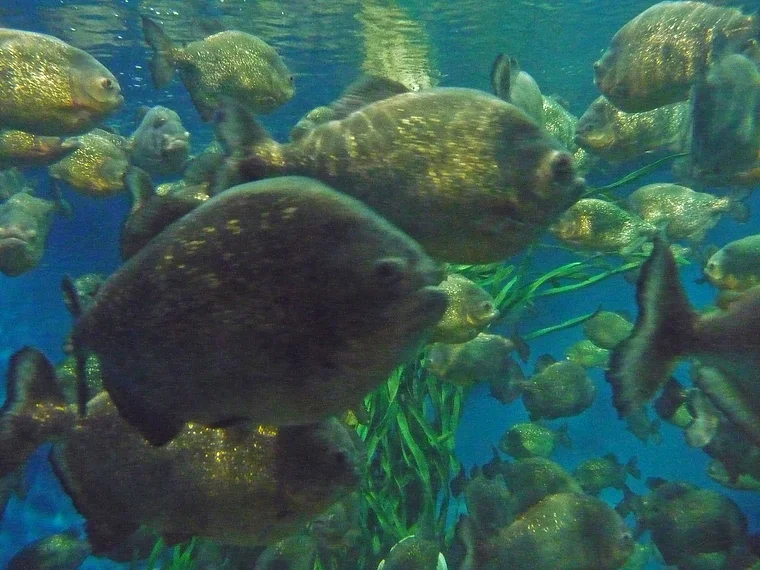 Kuala Lumpur KLCC Fische