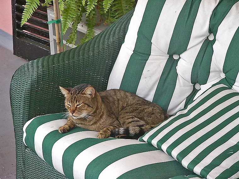 South Carolina Charleston Gartenbank mit Katze