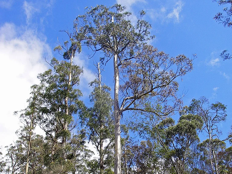 Tasmanien Eukalyptusbaum