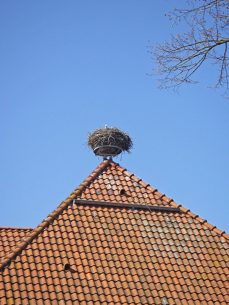 Usedom Storchennest nah