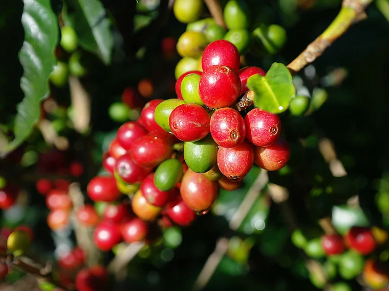 Costa Rica Kaffeekirschen nah