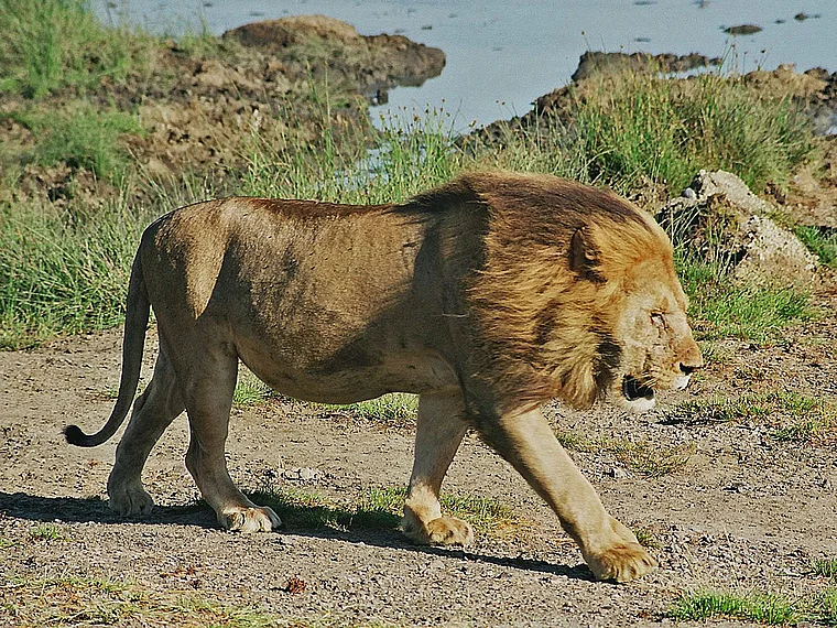 Löwe männlich nah