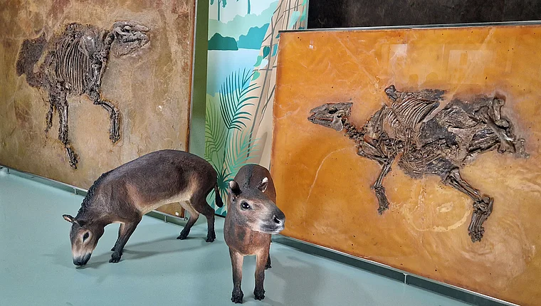 Frankfurt Senckenbergmuseum Urpferdchen