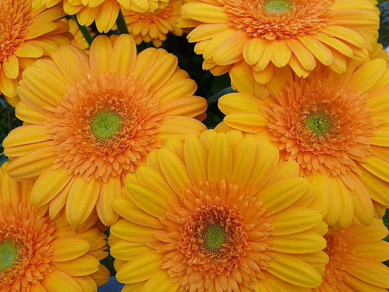 Koblenz Bundesgartenschau gelbe Gerbera
