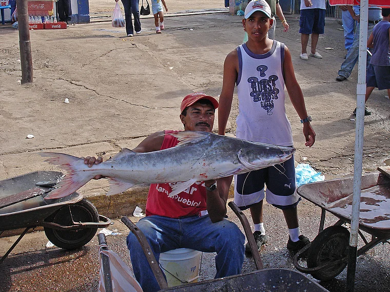 Venezuela Puerto Ayacucho Fischhändler mit großem Fisch
