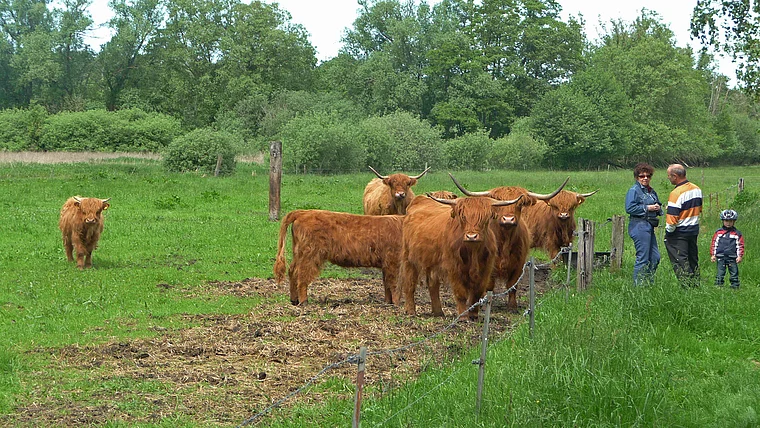 Steinhuder Meer Hochlandrinder