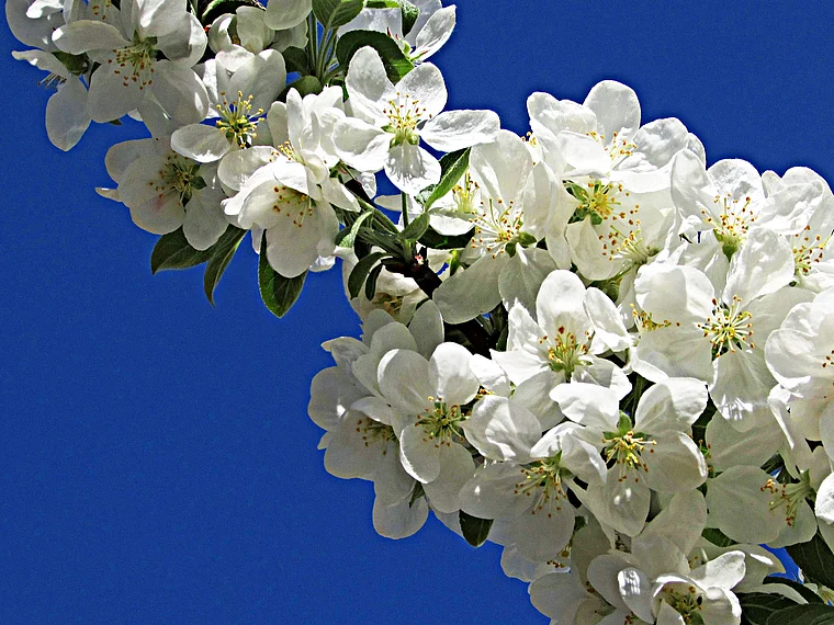 Stockstadt (Rhein) Kühkopf Apfelblüte