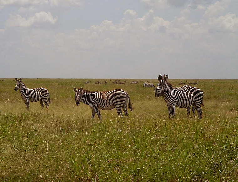 Tansania Serengeti Zebras