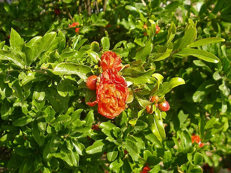 Israel Blüte Granatapfel