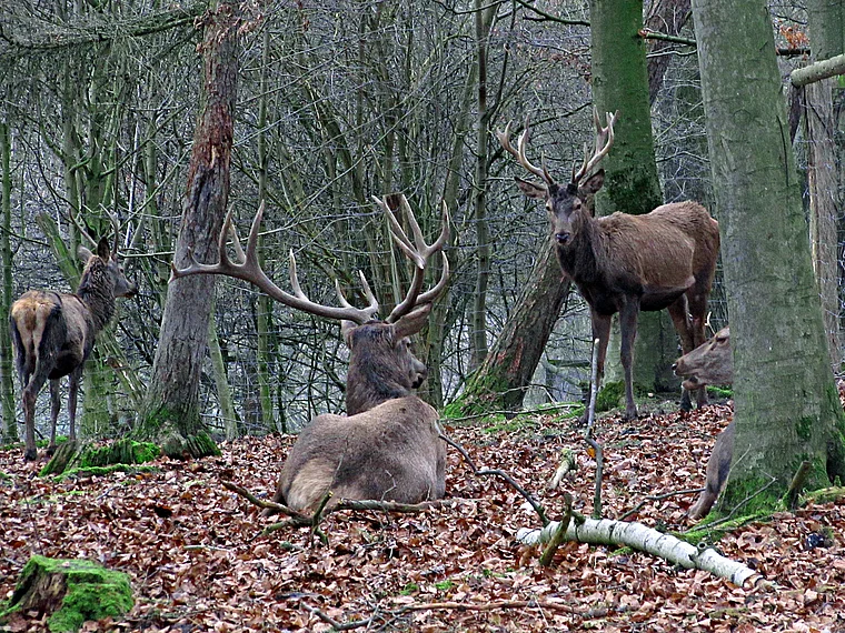 Wildpark Knüll Hirsche