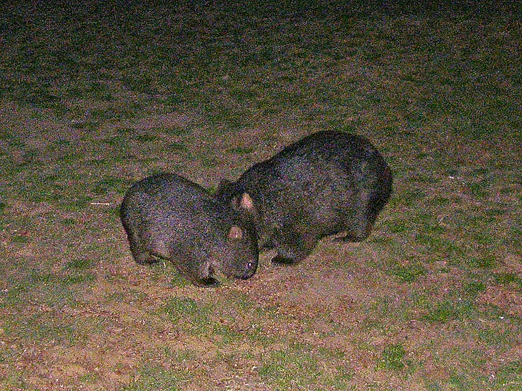 Tasmanien Wombats