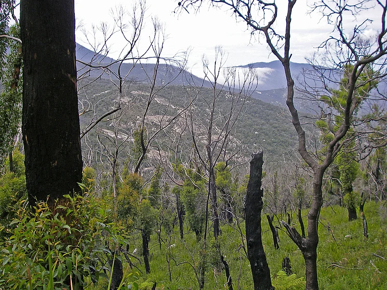 Australien Wilsons Prom Mount Oberon verbrannte Bäume