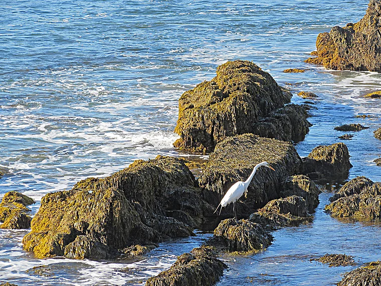 Rhode Island Newport Felsenküste