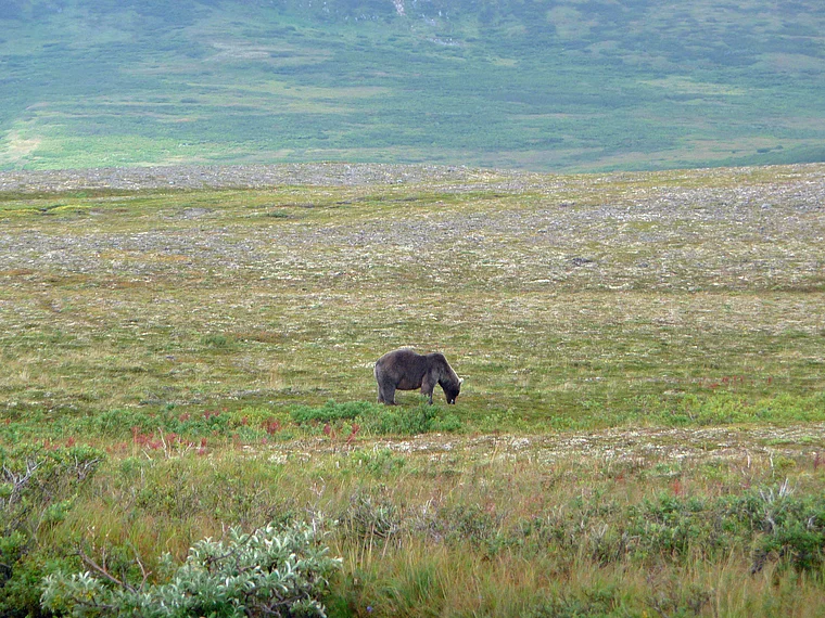 Alaska Katmai Bär sucht Beeren