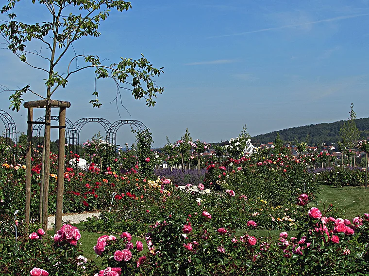 Bad Nauheim Steinfurth Rosen