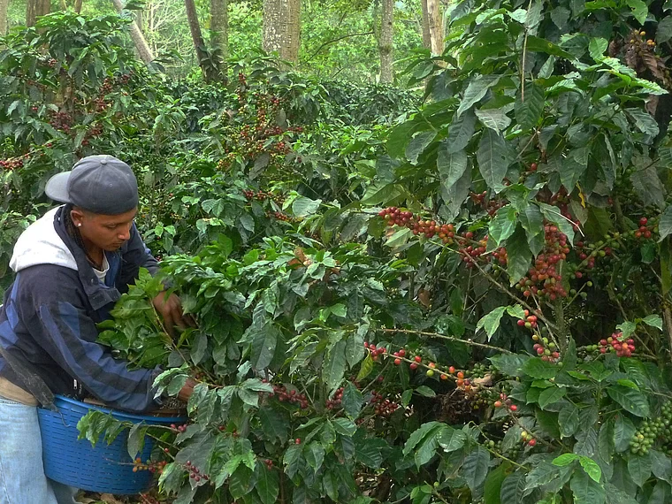 Costa Rica Valle de Orosi junger Kaffeepflücker von vorn