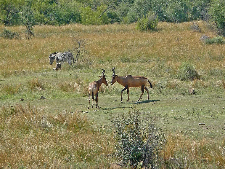 Südafrika Pilanesberg National Park Zebra und Antilopen