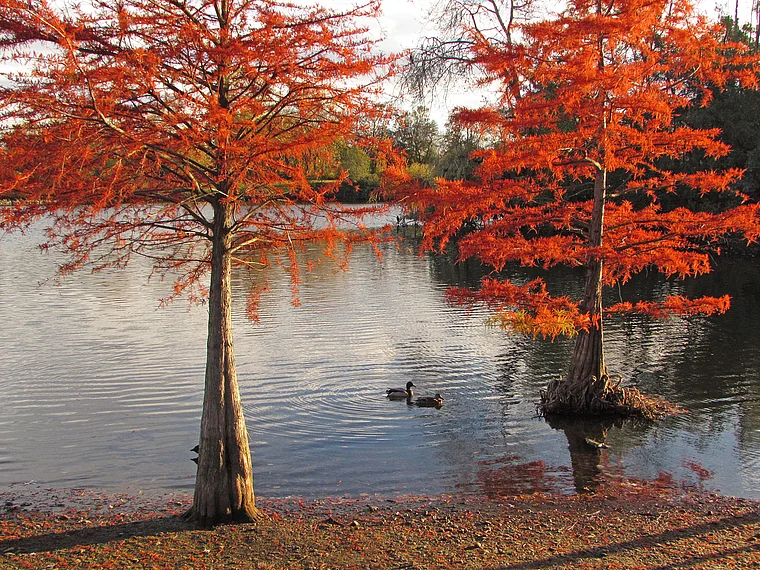 Frankfurt Rebstockpark Herbst