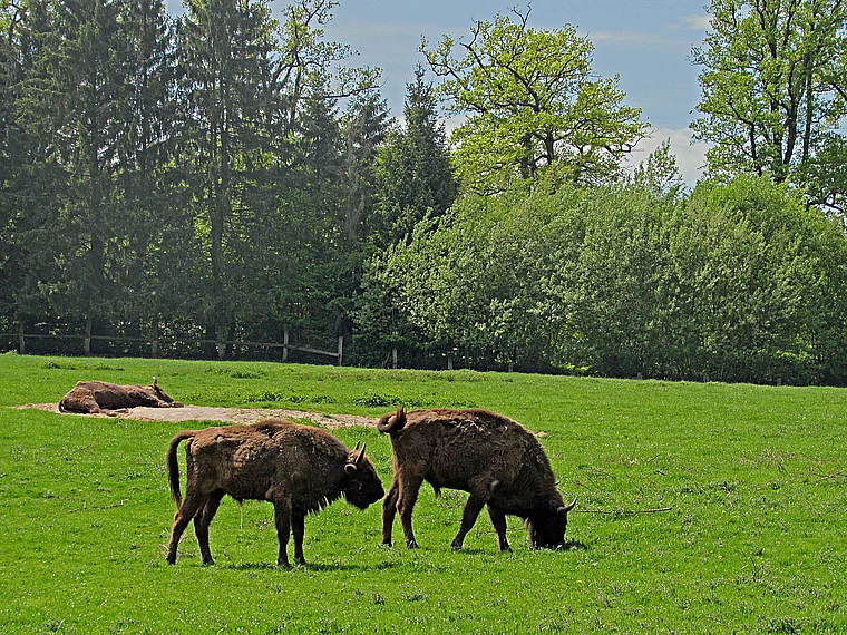 Hofgeismar Tierpark Sababurg Wisente