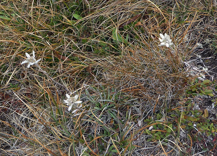 Großglockner Edelweiß