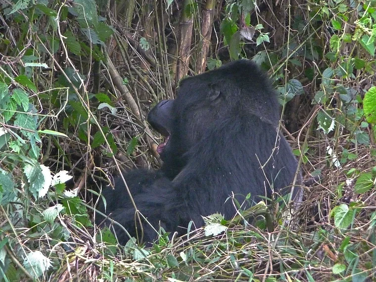Ruanda Volcanoes National Park Gorilla gähnt