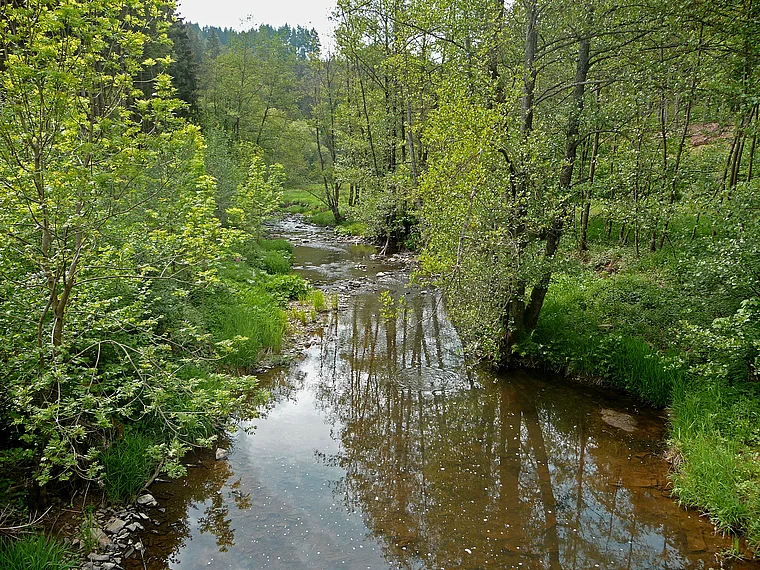 Vulkaneifel Fluss Lieser halbnah